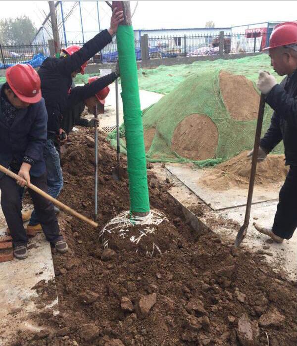 陜西綠宇園林公司“做實(shí) 創(chuàng)新”顯成效