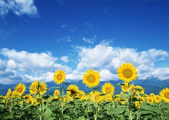 用責(zé)任點燃青春，以擔(dān)當(dāng)成就事業(yè)