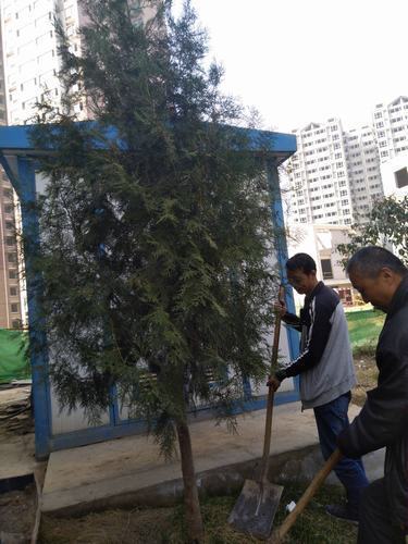 銅煤公司第十二項(xiàng)目部組織職工開(kāi)展植樹(shù)活動(dòng)