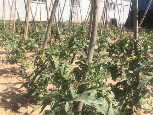 陜煤建設(shè)洗選煤運(yùn)營(yíng)公司小保當(dāng)運(yùn)營(yíng)項(xiàng)目部打造沙漠中的“綠色農(nóng)場(chǎng)”