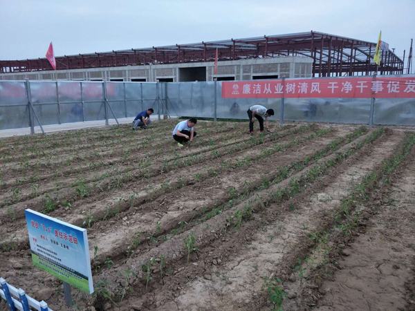 陜煤建設(shè)渭南公司南京金龍項目部黨員“1+1”蔬菜責(zé)任區(qū)生機(jī)盎然