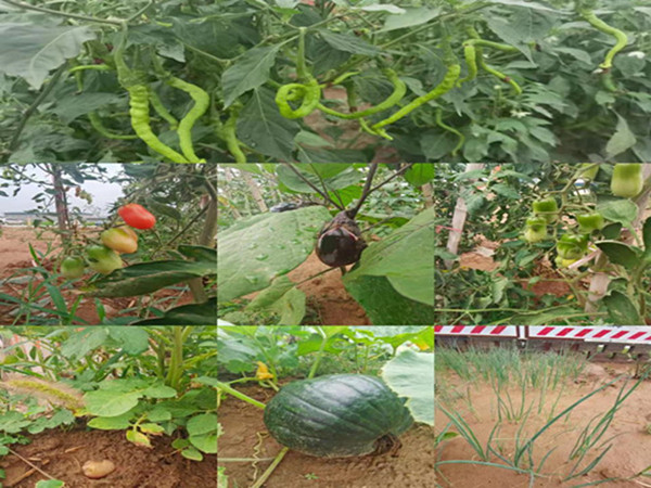 陜煤建設(shè)咸陽(yáng)分公司第九項(xiàng)目部：碩果累累的“菜園子”，滿(mǎn)滿(mǎn)當(dāng)當(dāng)?shù)摹安嘶@子”