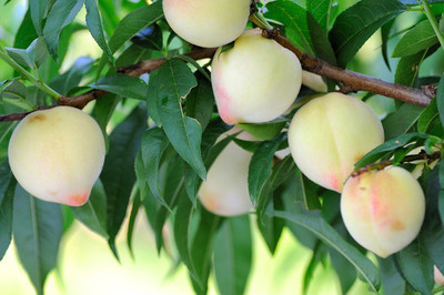 我的家鄉(xiāng)靖遠(yuǎn)三灘