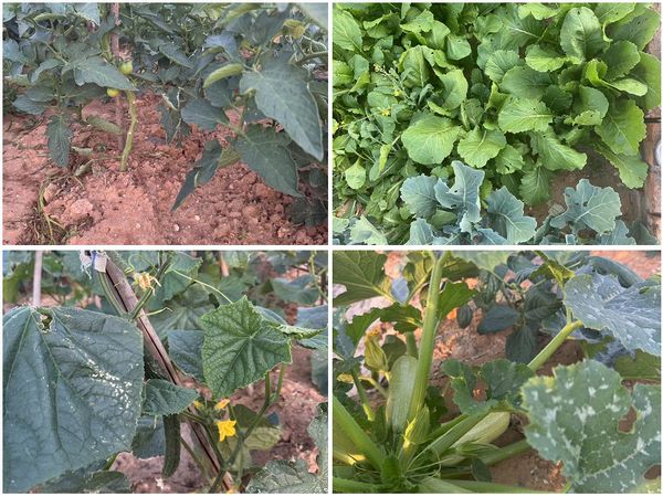 陜煤建設天工公司土建十七部黨支部：小小菜園，播種幸福感