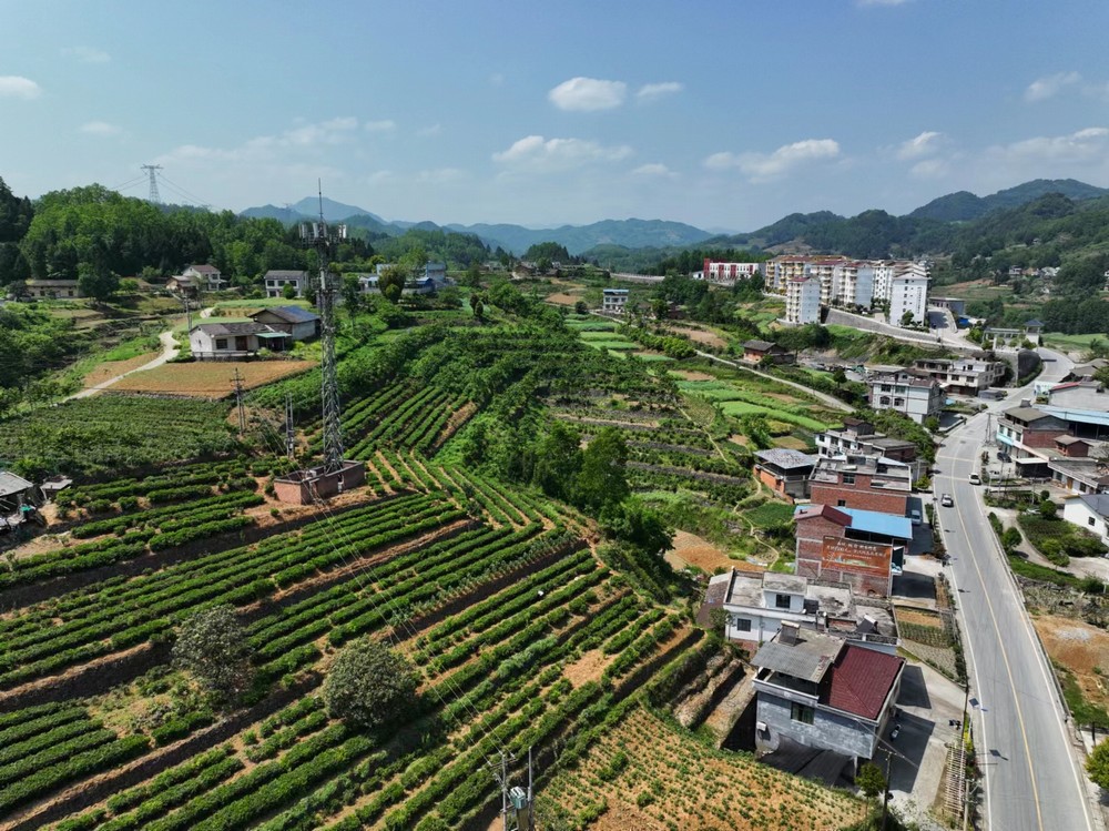 陜煤建設(shè)定點(diǎn)幫扶村：端起三碗“大碗茶” 走穩(wěn)茶香客滿發(fā)展路