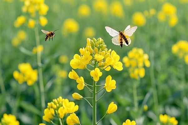 邂逅夢(mèng)境中的油菜花海