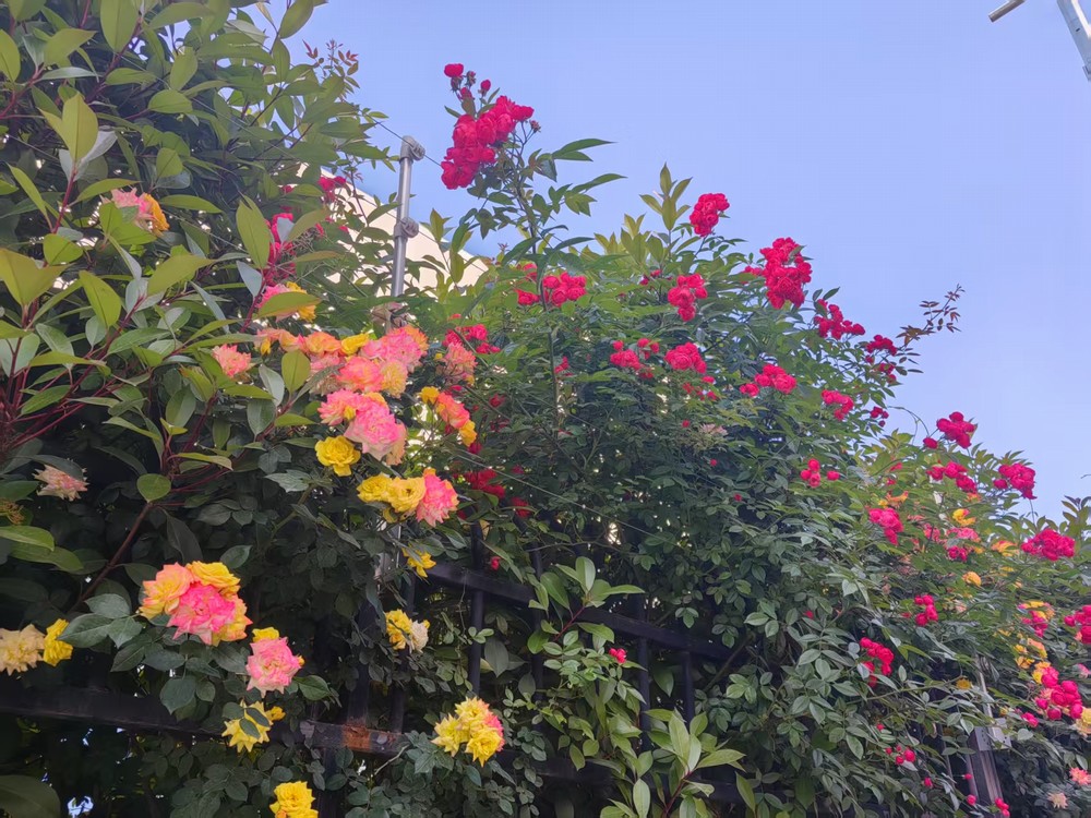 圍墻花簇映發(fā)展  奮進征程綻華光