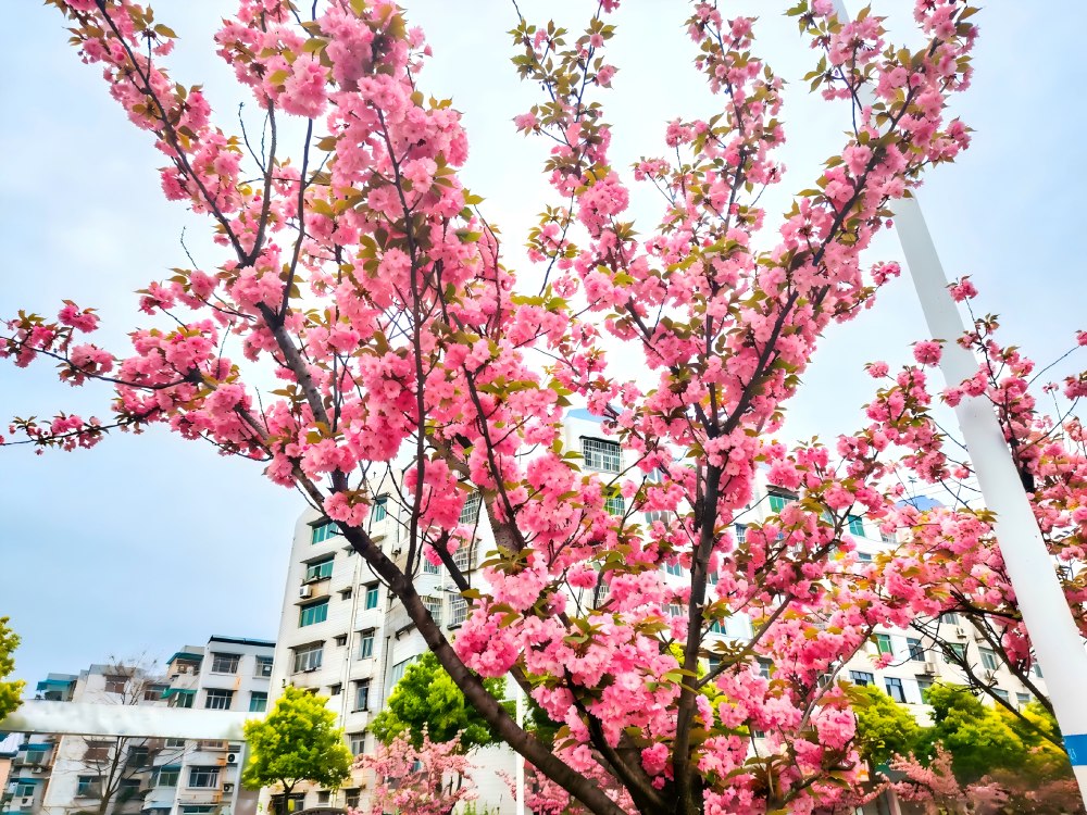 櫻綻春日暖 奮進(jìn)正當(dāng)時(shí)